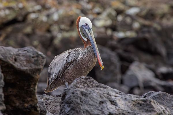 Jones, Adam 아티스트의 Brown pelican-Espanola Island-Galapagos-Ecuador작품입니다.